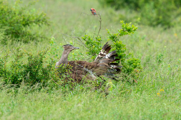 Outarde kori, parades, Ardeotis kori, Kori Bustard, Afrique du Sud