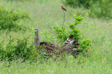 Outarde kori, parades, Ardeotis kori, Kori Bustard, Afrique du Sud