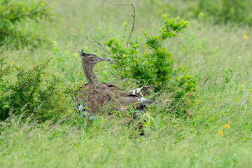 Outarde kori, parades, Ardeotis kori, Kori Bustard, Afrique du Sud