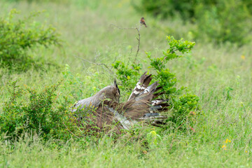 Outarde kori, parades, Ardeotis kori, Kori Bustard, Afrique du Sud