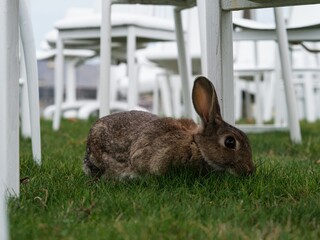A rabbit sitting in green grass under 185 empty white chairs 2011 earthquake memorial in...
