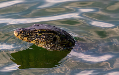 close-up wild monitor lizard with a head and tongue is floating swimming in the lake