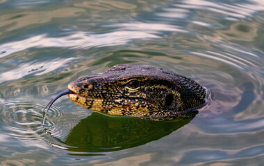 close-up wild monitor lizard with a head and tongue is floating swimming in the lake