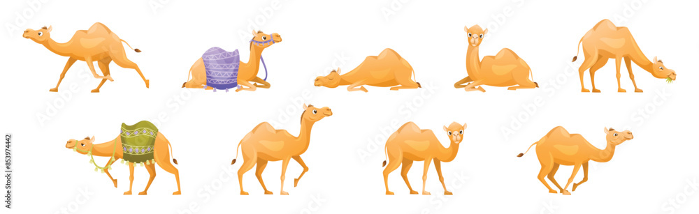 Poster brown camel as even-toed ungulate desert animal in different pose vector set