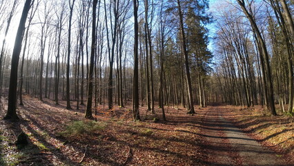 Plants, flower fields and animals in Hesse 