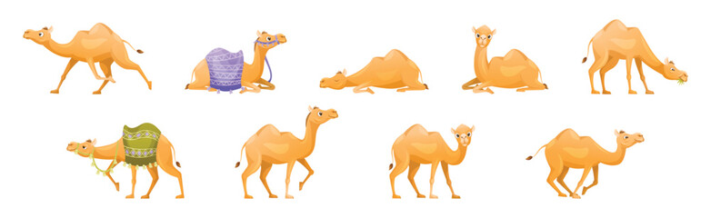 Brown Camel as Even-toed Ungulate Desert Animal in Different Pose Vector Set