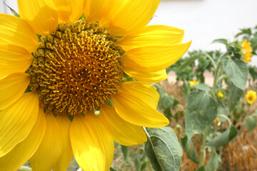 Girasole