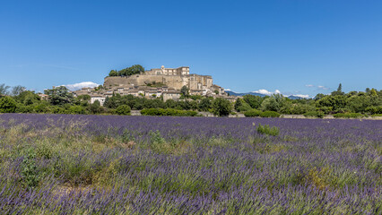 Lavender field in front of the Castle of Grignan, Provence, France