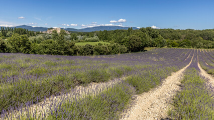 Lavender field in Provence near Grignan, France