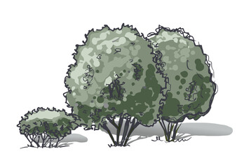 Groups of trees sketch in color. Hand drawing. isolated on white background vector.