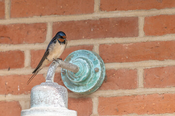 The barn swallow perching on a old lamp with green patina mounted on a brick wall