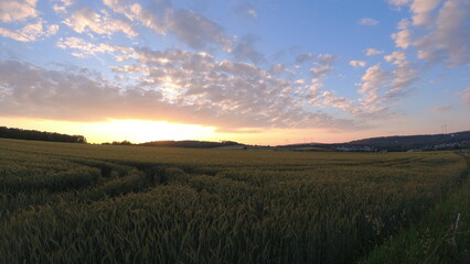 Plants, flower fields and animals in Hesse 