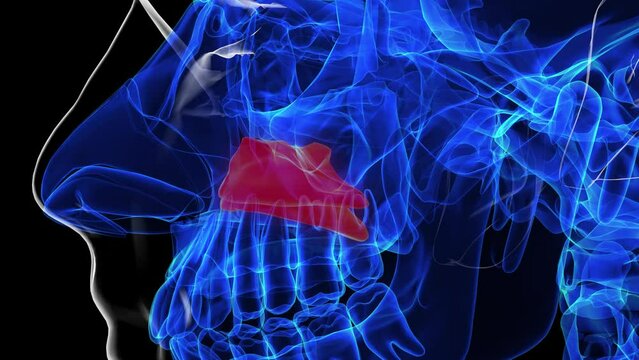 Human skeleton inferior nasal concha anatomy 3D rendering