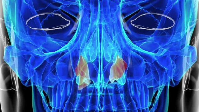 Human skeleton inferior nasal concha anatomy 3D rendering