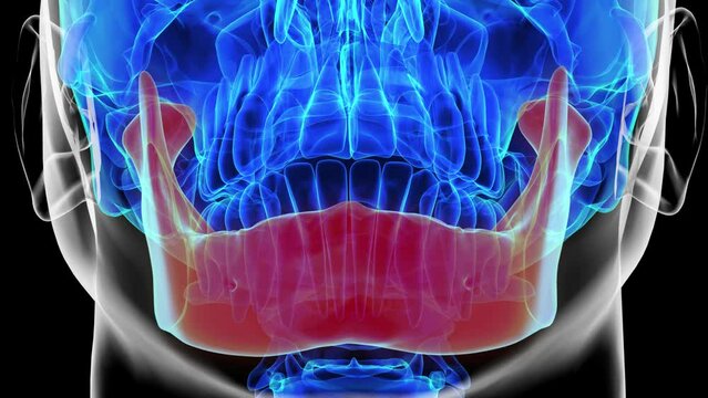 Human skeleton skull mandible bone anatomy for medical concept 3D rendering