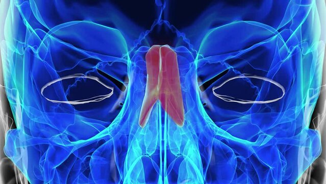 Human skeleton nasal bone anatomy 3D rendering