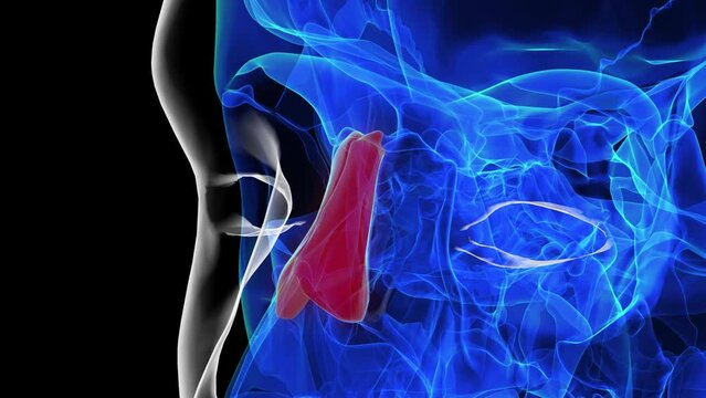 Human skeleton nasal bone anatomy 3D rendering