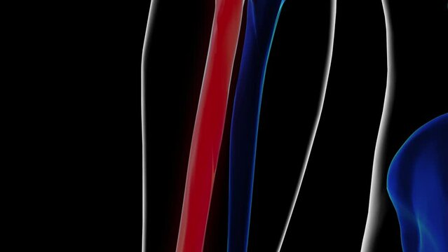 Human skeleton anatomy radius bone 3D rendering for medical concept