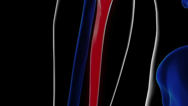 Human skeleton ulna bone anatomy for medical concept 3D rendering