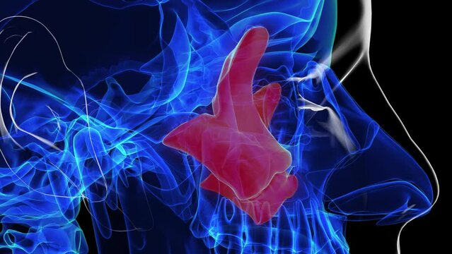 Human skeleton skull zygomatic bone anatomy for medical concept 3D rendering