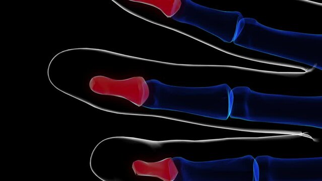 Human skeleton hand distal phalanges bone anatomy for medical concept 3D rendering