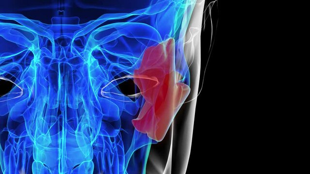 Human skeleton skull zygomatic bone anatomy for medical concept 3D rendering