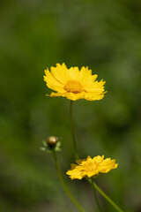 オオキンケイギク（大金鶏菊）　日本で栽培が禁止されている外来種です