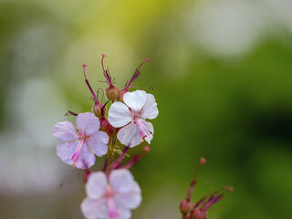 Zarte Einzelblüten vom knotigen Storchschnabel (Geranium nodosum),