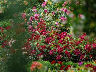 Rosenbusch verschiedener Sorten