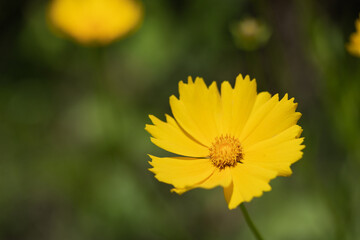 オオキンケイギク（大金鶏菊）　日本で栽培が禁止されている外来種です