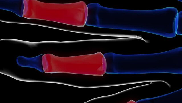 Human skeleton Intermediate phalanges anatomy 3D rendering