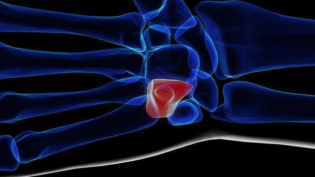 Human skeleton hamate bone anatomy for medical concept 3D rendering