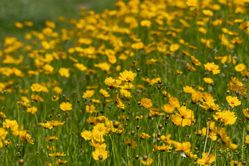オオキンケイギクの群生地（大金鶏菊）　日本で栽培が禁止されている外来種です