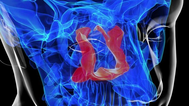 Human skeleton palatine bone anatomy 3D rendering