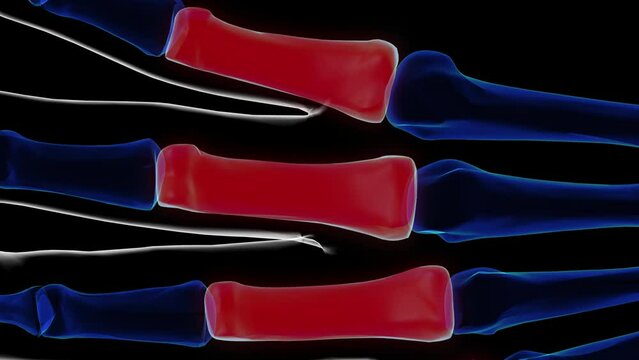 Human skeleton proximal phalanges anatomy 3D rendering