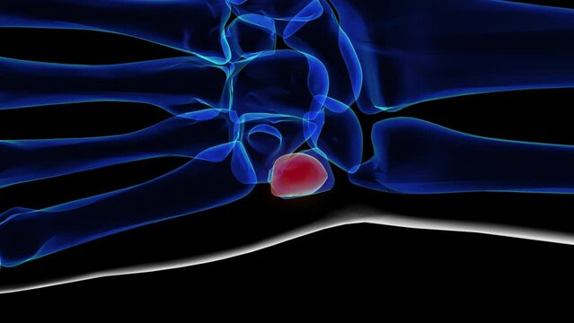 Human skeleton pisiform bone anatomy 3D rendering