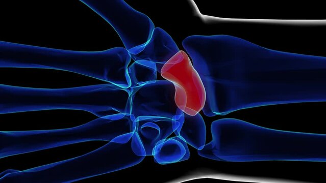 Human skeleton scaphoid bone anatomy 3D rendering