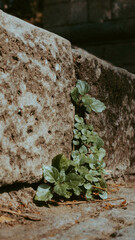 Obraz premium Naturaleza en fisuras