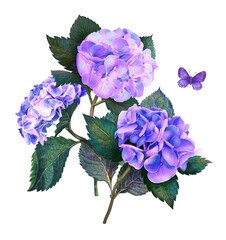 Hydrangea bouquet watercolor flowers, leaves, butterflies illustration isolated on white background botanical card in pink, violet, blue color