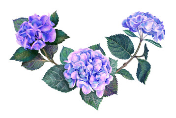 Hydrangea bouquet watercolor flowers, leaves, butterflies illustration isolated on white background botanical card in pink, violet, blue color