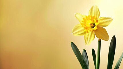Obraz premium Single yellow daffodil blossom with green leaves on beige background