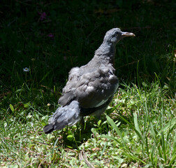 A squab in its first flight class