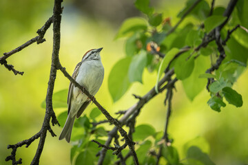 bird on branch