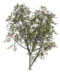 Albero con e senza foglie  i, verdi, gialle, rosse o, arancioni o multicolore  fondo trasparente e isolato	
