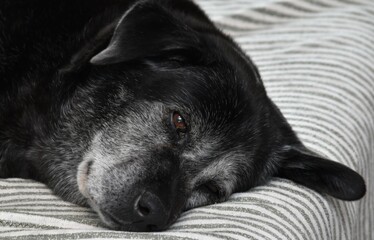 a large black, old and gray dog ​​is sleeping