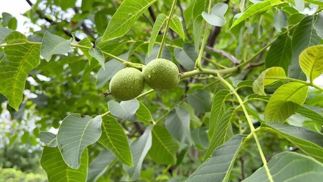 wet green nuts hanging on a walnut tree branch after rain
