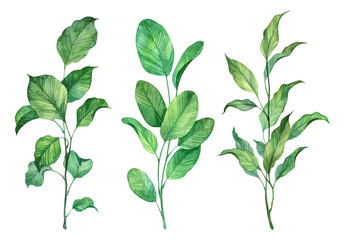 Watercolor botanical illustration - branches with green leaves. Hand painted detailed botany. Aquarelle plants bundle