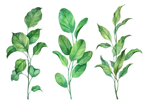 Watercolor botanical illustration - branches with green leaves. Hand painted detailed botany. Aquarelle plants bundle