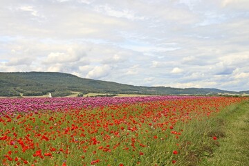 Schlafmohnblüte (Papaver somniferum) mit Klatschmohn (Papaver rhoeas) und Kamille (Matricaria chamomilla) in Germerode am Meißner.