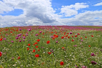Obraz premium Schlafmohnblüte (Papaver somniferum) mit Klatschmohn (Papaver rhoeas) und Kamille (Matricaria chamomilla) in Germerode am Meißner.